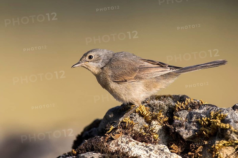 Subalpine Warbler (Sylvia cantillans) juvenile, Castile and Leon, Spain