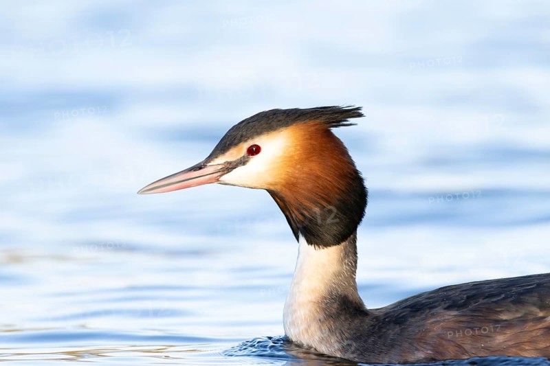 Great crested grebe (Podiceps cristatus) adult bird on a lake, England, United Kingdom