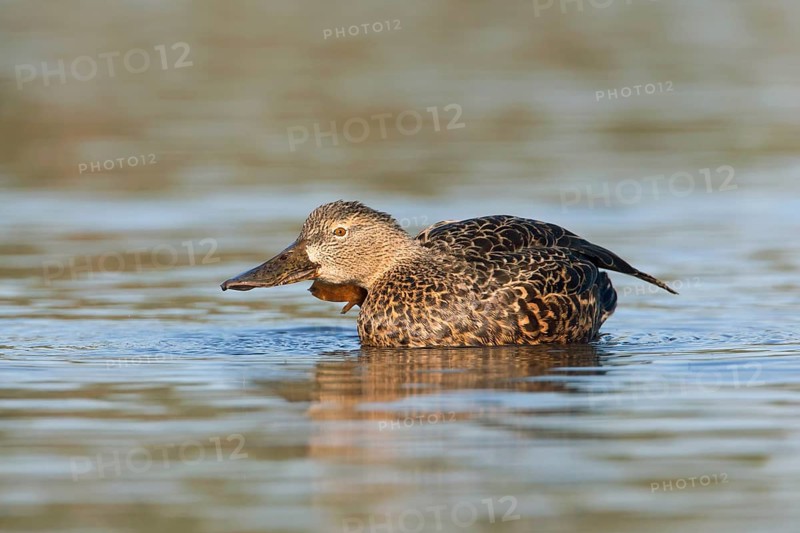 Australasian Shoveler (Spatula rhynchotis) female, Victoria, Australia