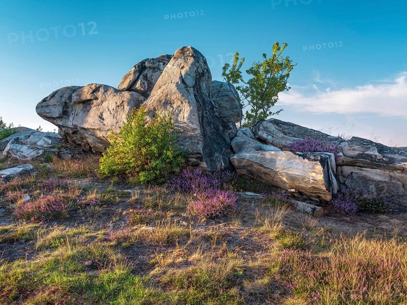 Rock formation and blooming heather, heather blossom in the Teufelsmauer nature reserve, near Weddersleben, Harz, Saxony-Anhalt, Germany