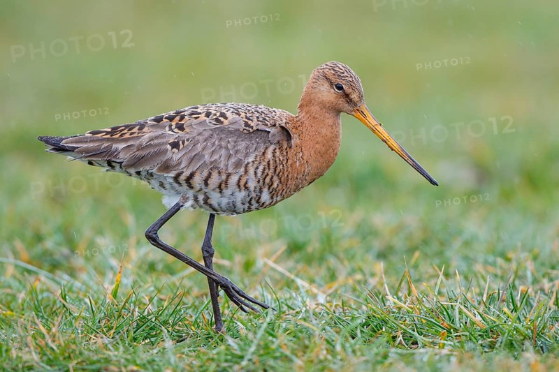 Black-tailed Godwit (Limosa limosa) foraging, Netherlands