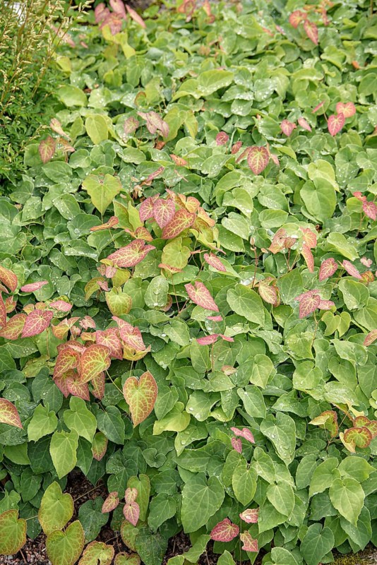 Elfin lavender (Epimedium × perralchicum 'Frohnleiten')