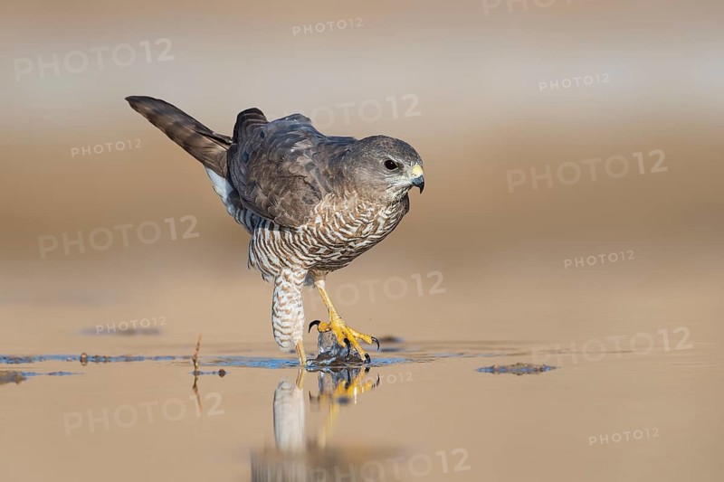 Levant Sparrowhawk (Accipiter brevipes) female, Eilat, Israel
