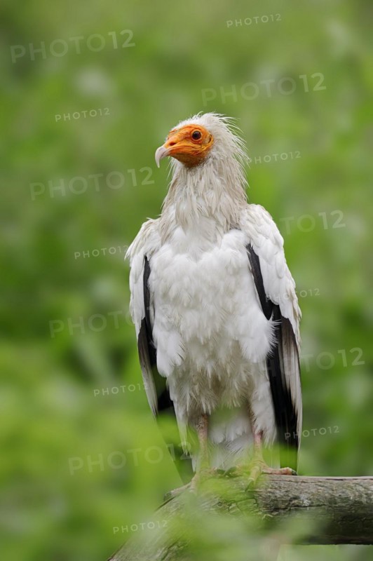 Egyptian Vulture (Neophron percnopterus), Provence, Southern France