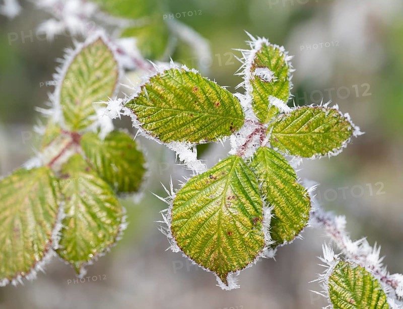 Blackberry (Rubus sectio Rubus), leaves with hoarfrost, shallow depth of field, Thuringia, Germany