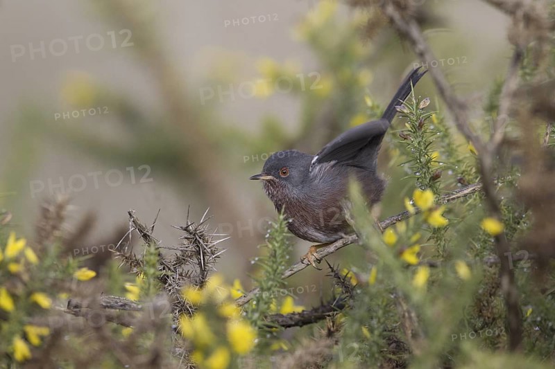 Dartford Warbler (Sylvia undata), Portugal