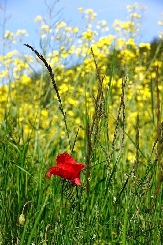Poppy flower in front of rape field, May, Germany