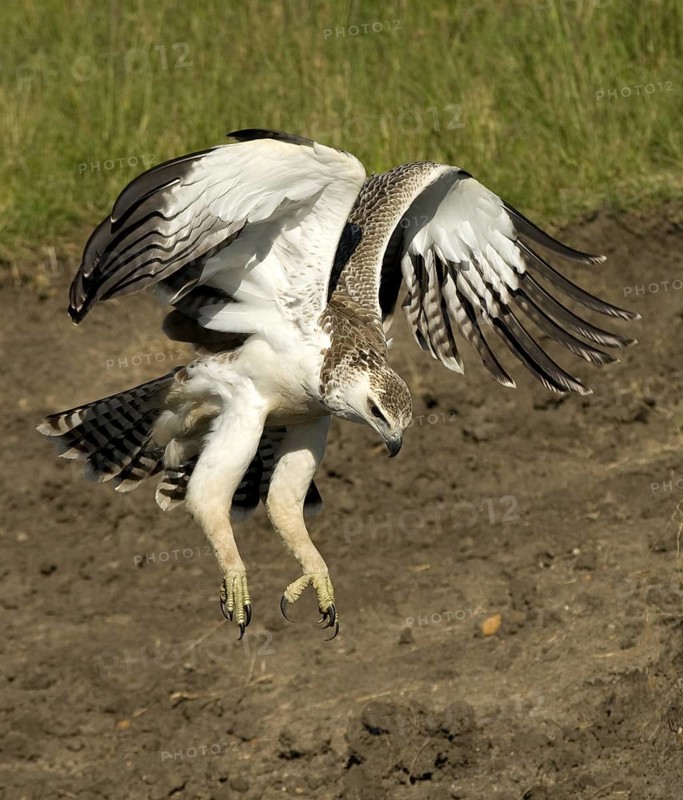 Martial Eagle (Polemaetus bellicosus) juvenile flying, Masai Mara, Kenya