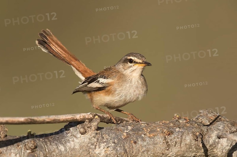 White-browed Scrub Robin (Cercotrichas leucophrys), Ethiopia