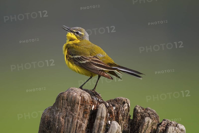 Western Yellow Wagtail (Motacilla flava) singing, North Rhine-Westphalia, Germany