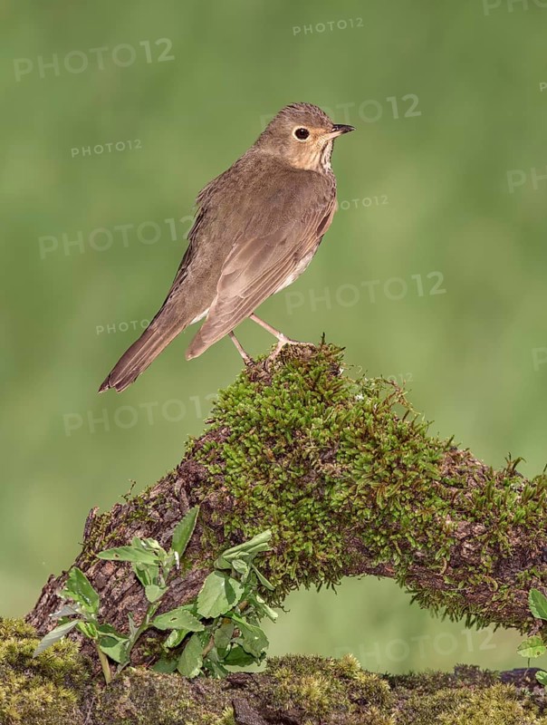 Swainson's Thrush (Catharus ustulatus) perched on mossy stump, Texas, USA