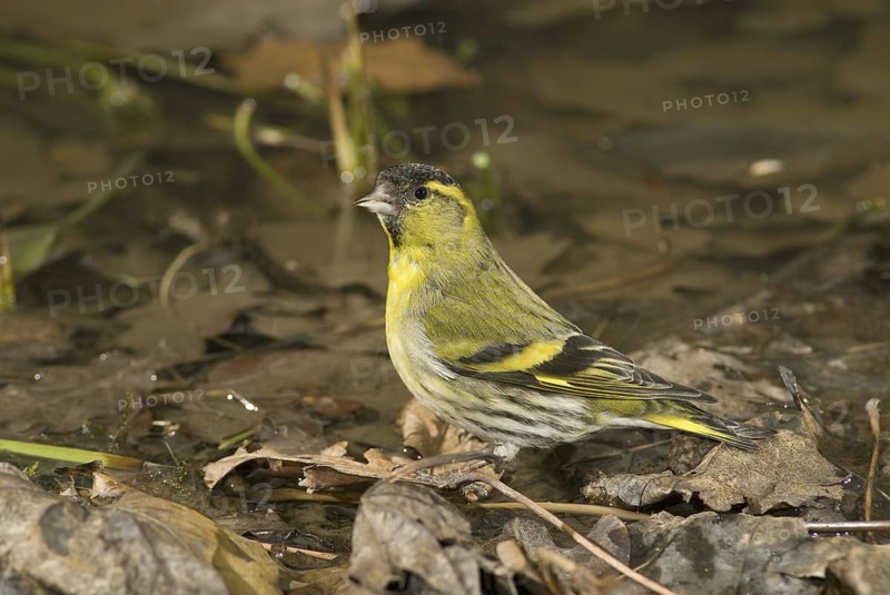 Eurasian Siskin (Spinus spinus) male, Saxony, Germany