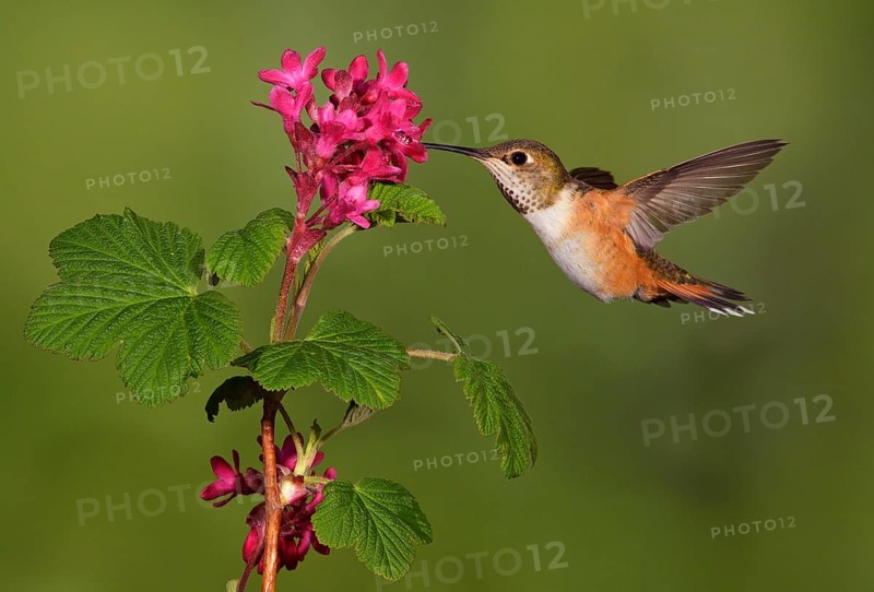 Rufous Hummingbird Female (Selasphorus rufus) - (Selasphorus rufus) - Victoria BC, Canada