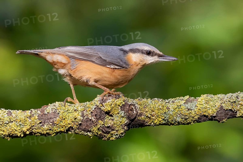 Eurasian Nuthatch (Sitta europaea), Lower Saxony, Germany