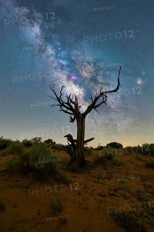 A stark, gnarled tree stands against the breathtaking backdrop of the Milky Way in the Utah desert, capturing the awe-inspiring beauty of the cosmos and nature intertwined