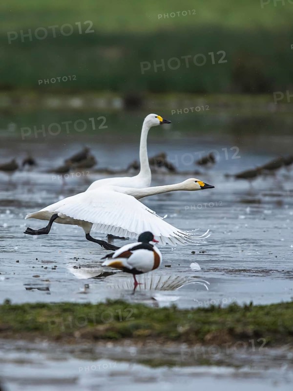 Tundra Swan, Bewick's Swan, Cygnus columbianus at winter in Slimbridge, England, United Kingdom