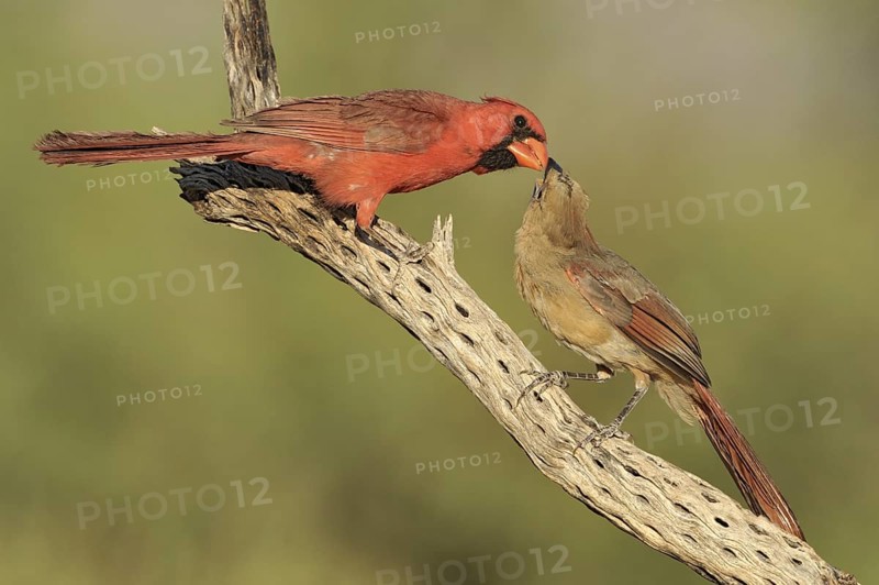 Northern Cardinal (Cardinalis cardinalis), Texas, USA