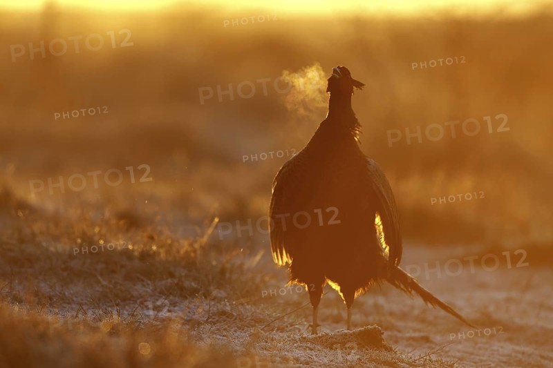Common Pheasant (Phasianus colchicus) male calling