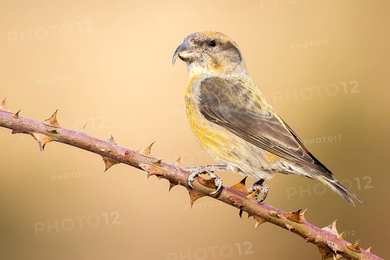 Red Crossbill (Loxia curvirostra) male perched on a branch, Aragon, Spain