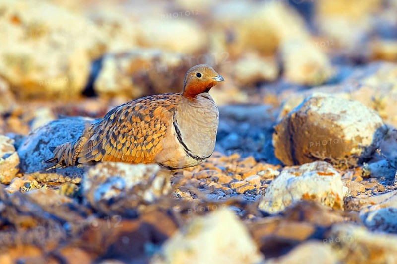 Sandgrouse, (Pterocles orientalis), family of flying fowl, Fuerteventura, Canary Islands, Spain