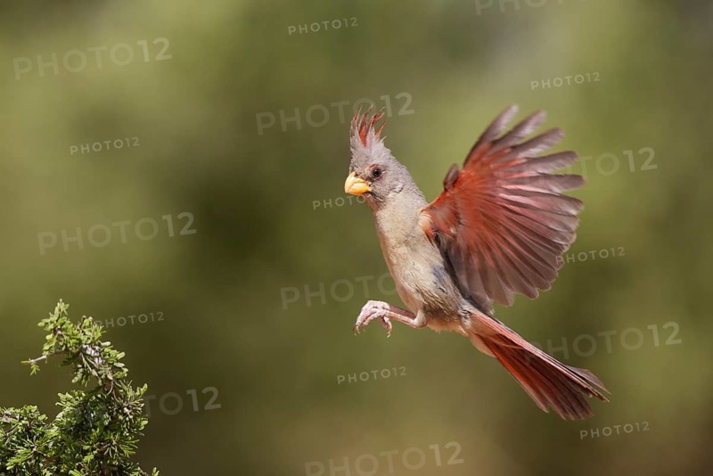 Pyrrhuloxia (Cardinalis sinuatus) female flying, Texas, USA