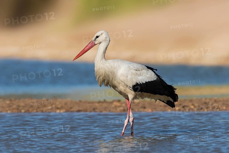 White Stork (Ciconia ciconia) foraging, Eilat, Israel