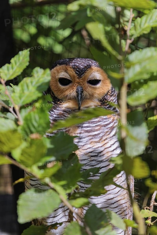 A sleepy Spotted wood owl, Strix seloputo, sitting in a tree, partially hidden behind leaves