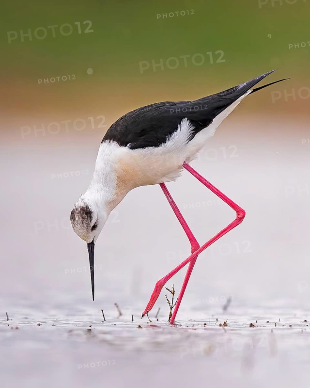 Black-winged Stilt (Himantopus himantopus) Family of Avocets, female, searching for food in the mud, shallow water zone, Toledo, Spain