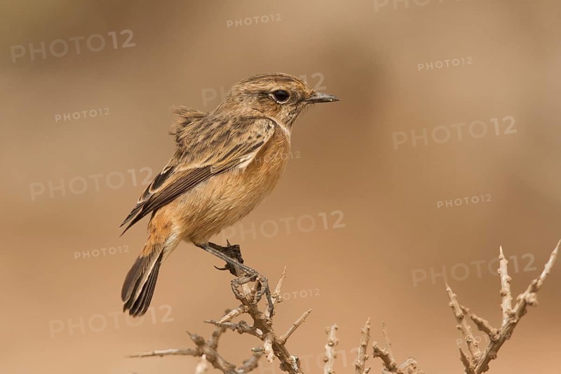 European Stonechat (Saxicola rubicola) female perched on a branch, Morocco