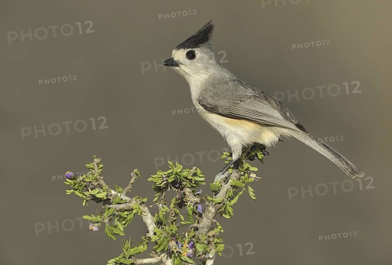 Black-crested Titmouse (Baeolophus atricristatus), Texas, USA
