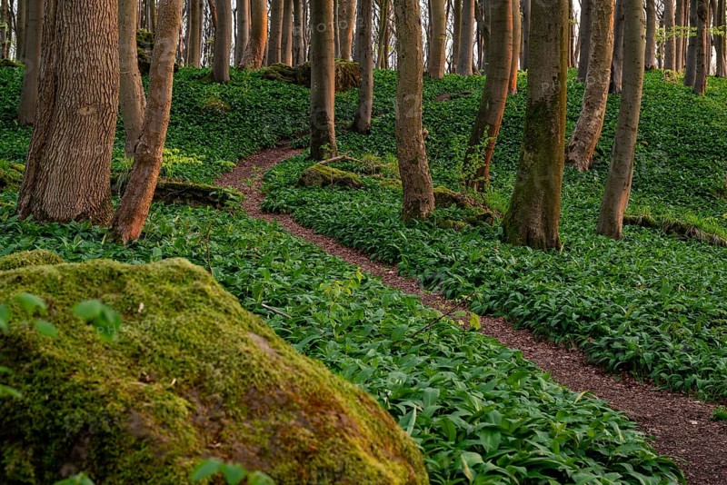 Winding forest path through an idyllic beech forest in spring with lush green wild garlic on the ground, Naturwald Saubrink-Oberberg, Ith, Weserbergland, Lower Saxony, Germany