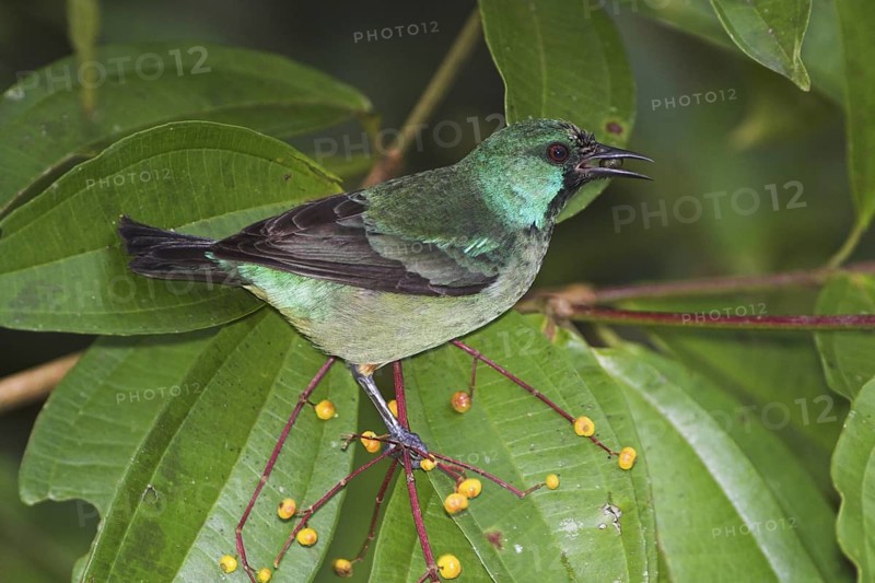 Scarlet-thighed Dacnis (Dacnis venusta), Costa Rica