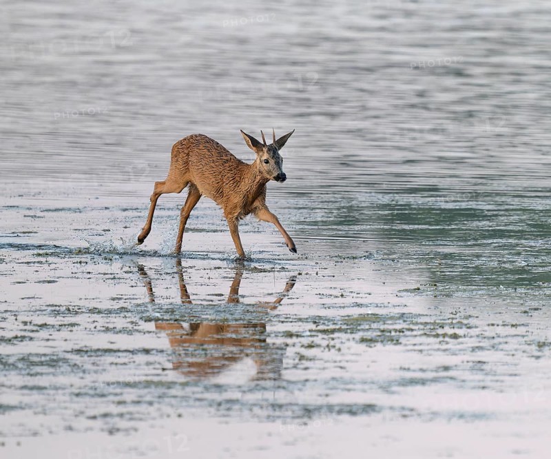 Deer (Capreolus capreolus), young roebuck running through the shallow water zone of a lake, Lower Saxony, Germany