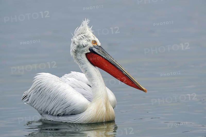 Dalmatian Pelican (Pelecanus crispus), Lake Kerkini, Greece