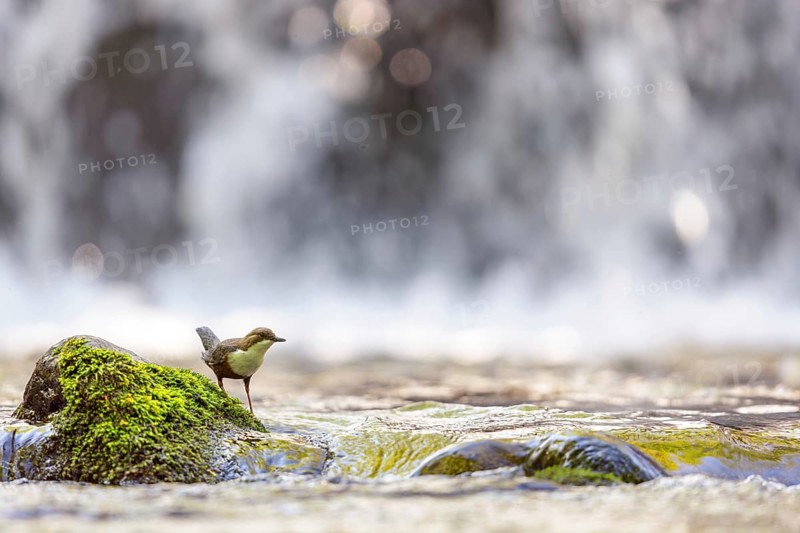 White-throated Dipper, (Cinclus cinclus), foraging at a mountain stream, animals, birds, blackbirds, biotope, habitat, Slovenska Bistrica area, Slovenska Bistrica, Podravska, Slovenia