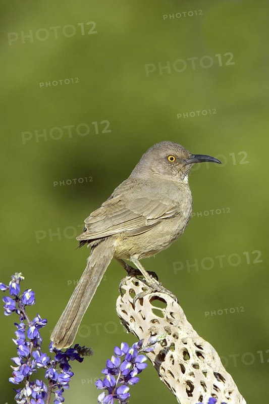 Curve-billed Thrasher Toxostoma curvirostre Tucson, Pima County, Arizona, United States 12 March Adult Mimidae