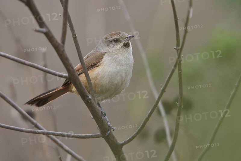 Creamy-breasted Canastero (Asthenes dorbignyi) perched on a branch in Bolivia, South America