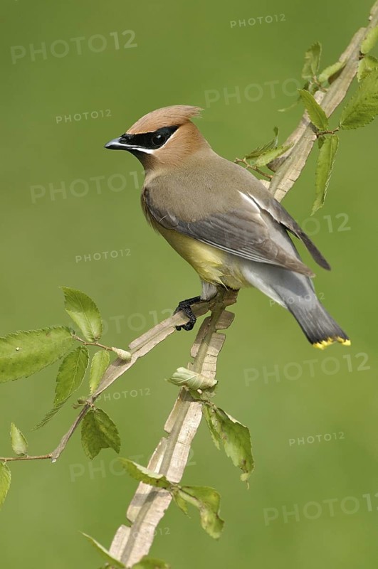 Cedar Waxwing (Bombycilla cedrorum), Texas, USA