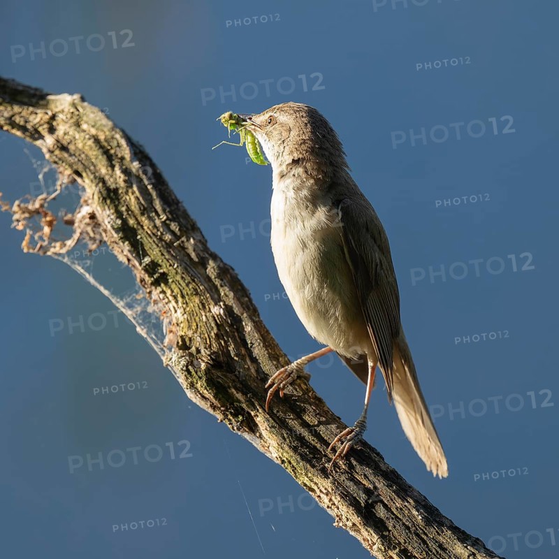 Great Reed Warbler (Acrocephalus arundinaceus) with food in its beak standing on an old branch, blue water behind, Lower Saxony, Germany