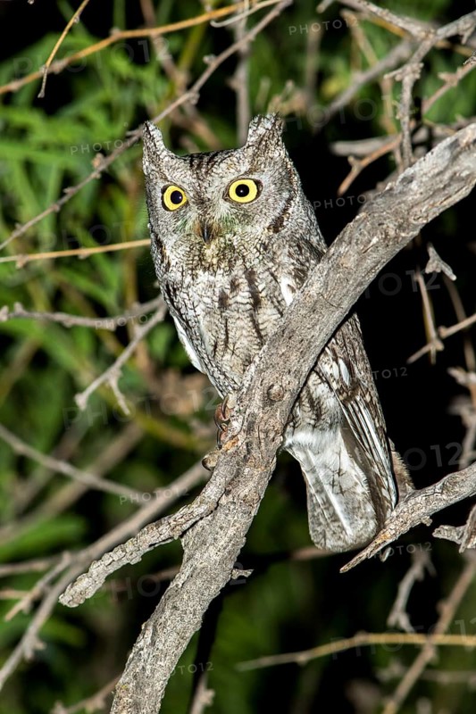 Western Screech-Owl Megascops kennikottii Tucson, Pima County, Arizona, United States 19 April Adult Strigidae
