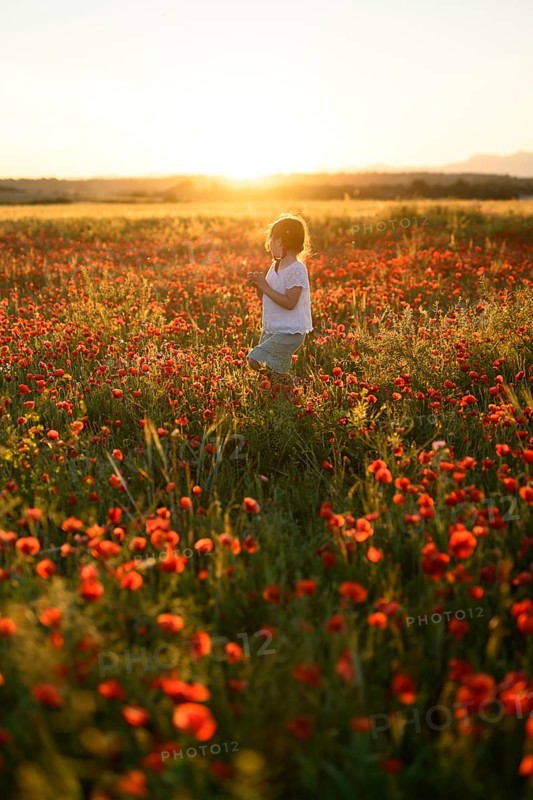 A young girl gazes thoughtfully while standing amidst a vibrant field of Papaver rhoeas, commonly known as common poppy or red poppy, bathed in the golden light of a setting sun