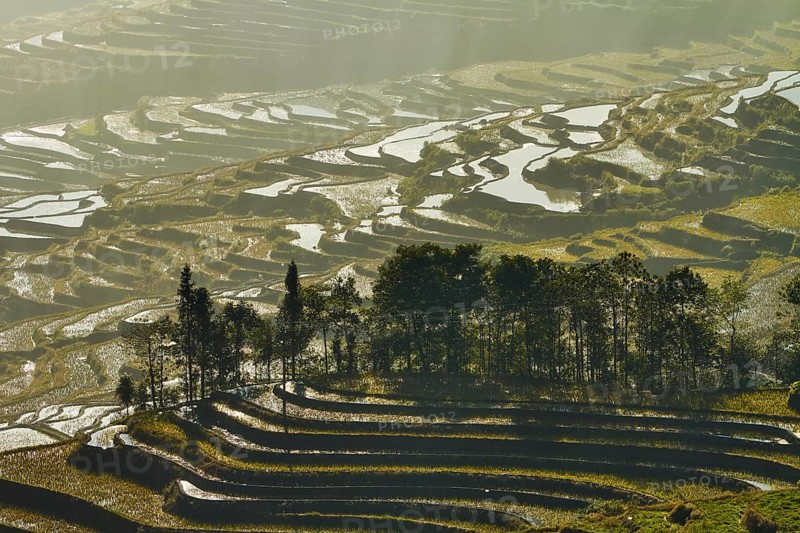 Celestial Stairs — The Yuanyang Rice Terraces in Yunnan, China, carved by the Hani people over 1, 300?years, form a UNESCO-listed landscape covering about 16, 603?hectares (166?km²), stretching from roughly 140?m to 2, 940?m in elevation, with over 3, 000 terraced steps in the main scenic areas, where water, light, and tradition exist in perfect harmony between humans and nature