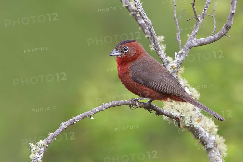 Red-crested Finch (Coryphospingus cucullatus) perched on a branch in Bolivia, South America