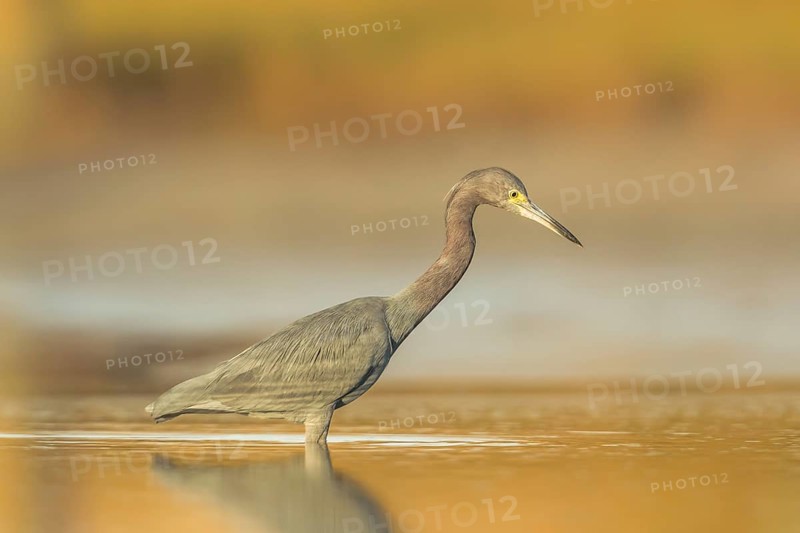 Little Blue Heron (Egretta caerulea) foraging, Florida, USA
