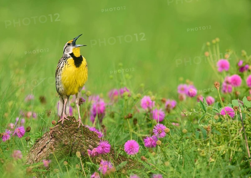 Eastern Meadowlark (Sturnella magna) male singing, Texas, USA