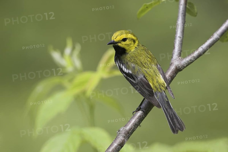Black-throated Green Warbler (Setophaga virens) male, Ontario, Canada