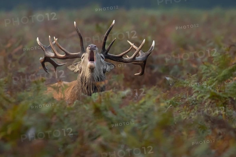 Red deer (Cervus elaphus) adult male stag animal roaring during the rutting season in autumn, England, United Kingdom