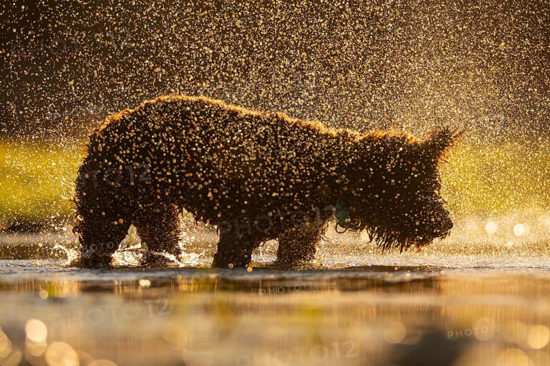 A dog is joyfully shaking off water droplets in a sunlit river, creating a sparkling effect. The scene captures the playful spirit and beauty of nature during sunset