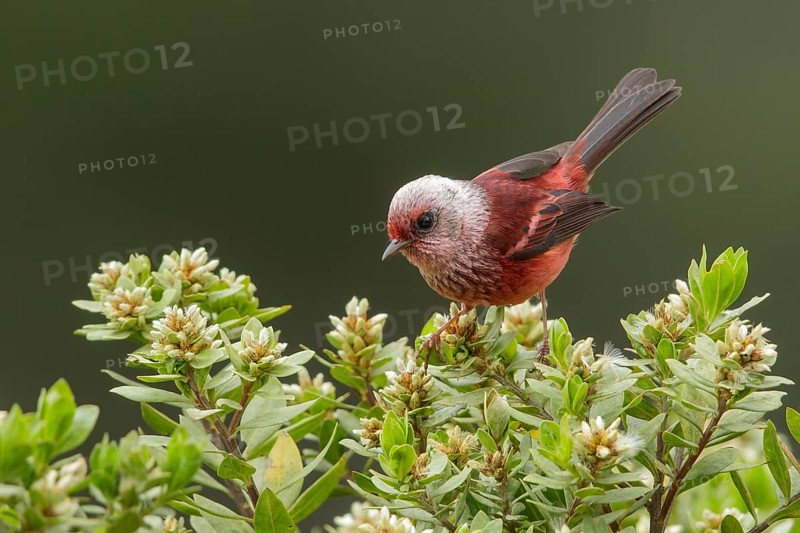 Pink-headed Warbler (Cardellina versicolor) perched on a branch in Guatemala in Central America