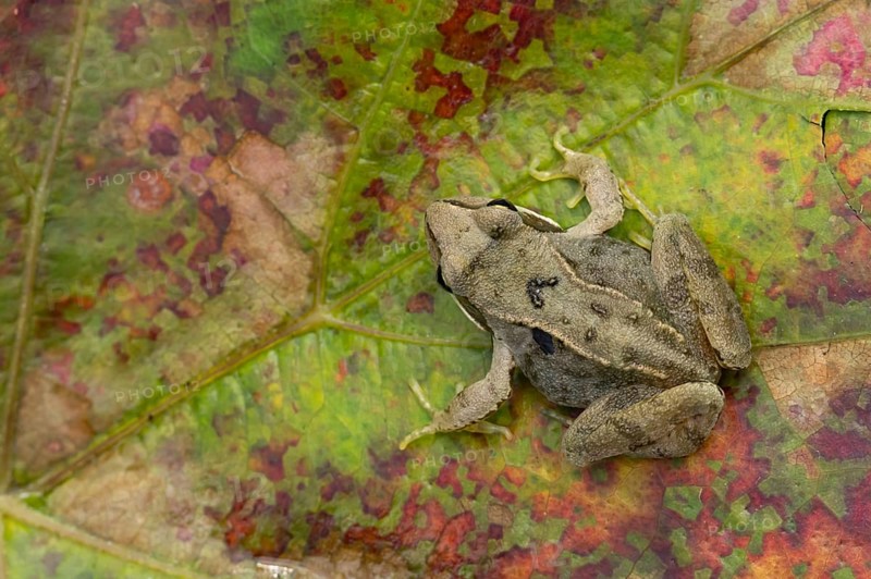 Common frog (Rana temporaria) juvenile baby froglet amphibian on an autumn colour leaf, England, United Kingdom